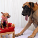 India-Pets-Dogs-Great Dane